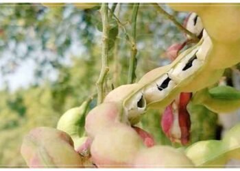 આ ફળ વિશે બહુ ઓછા લોકો કહી શકશે, જો તમને ખબર હોય તો તેનું નામ જણાવો.