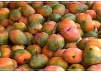 કેરીના ઢગલામાં છુપાયેલો છે પોપટ, 99% લોકો તેને શોધી શકશે નહીં, શું તમારામાં હિંમત છે?