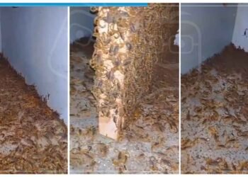 ખાલી પડેલા ઘરનો દરવાજો ખોલતા જોવા મળ્યું ભયાનક દ્રશ્ય, વાયરલ વીડિયો જોઈને કંપી જશે આત્મા!