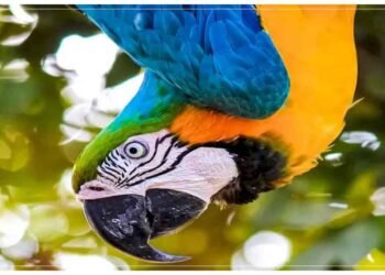 આ ફોટોમાં બોટલ શોધી બતાવો, તાકી તાકી ને જોઈ ને પણ 99% લોકો જણાવી શકતા નથી