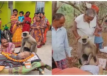 વૃદ્ધના મોત પર વાંદરો થયો ભાવુક, ક્યારેક માથું ટેકવ્યું તો ક્યારેક ફૂલ ચઢાવ્યા, જુઓ તસવીરો
