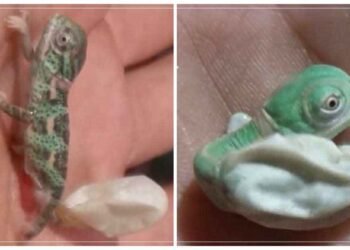 ઈંડામાંથી બહાર આવ્યું કાચંડોનું બચ્ચું, બહાર આવતાં જ બદલાઈ ગયો રંગ, 2 કરોડથી વધુ વખત જોવામાં આવ્યો આ વીડિયો