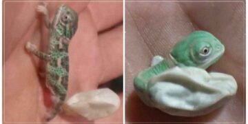 ઈંડામાંથી બહાર આવ્યું કાચંડોનું બચ્ચું, બહાર આવતાં જ બદલાઈ ગયો રંગ, 2 કરોડથી વધુ વખત જોવામાં આવ્યો આ વીડિયો