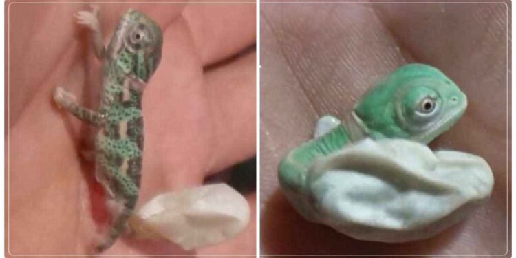 ઈંડામાંથી બહાર આવ્યું કાચંડોનું બચ્ચું, બહાર આવતાં જ બદલાઈ ગયો રંગ, 2 કરોડથી વધુ વખત જોવામાં આવ્યો આ વીડિયો