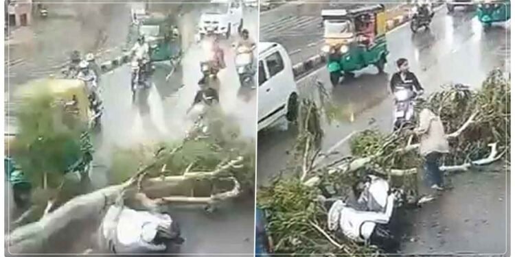 સ્કૂટી પર સવાર છોકરાઓ પર અચાનક પડી ઝાડની ભારે ડાળી, પછી શું થયું… વાયરલ વીડિયો જોઈને તમે પણ દંગ રહી જશો