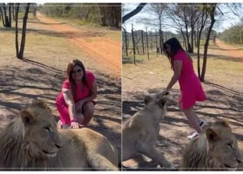 ખૂંખાર સિંહણની સામે મહિલાએ બબ્બર સિંહને સ્પર્શ કરવાની ભૂલ કરી, આગળ શું થયું તે જોઈને આત્મા કંપી જશે