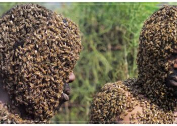 જારો મધમાખીઓ વચ્ચે જીવતા માણસના જીવનના વિસ્તારની એક ઝલક”