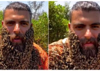 આ માણસની દાઢી નથી પણ મધમાખીનું મધપૂડો છે, વિશ્વાસ ન આવતો હોય તો જુઓ વીડિયો