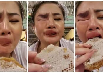 મહિલા મધપૂડામાંથી ચોરી કરેલું મધ ખાતી હતી, ત્યારે મધમાખીઓએ તેનો ચહેરો બગાડ્યો!