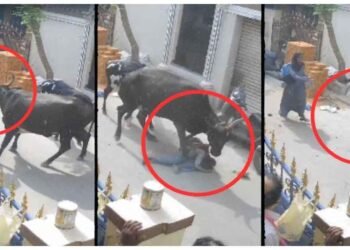 શાળાએથી પાછી ફરી રહેલી બાળકી પર ગાયે કર્યો હુમલો, શિંગડા વડે માર્યા, પગથી કચડી નાખી, જુઓ વીડિયો