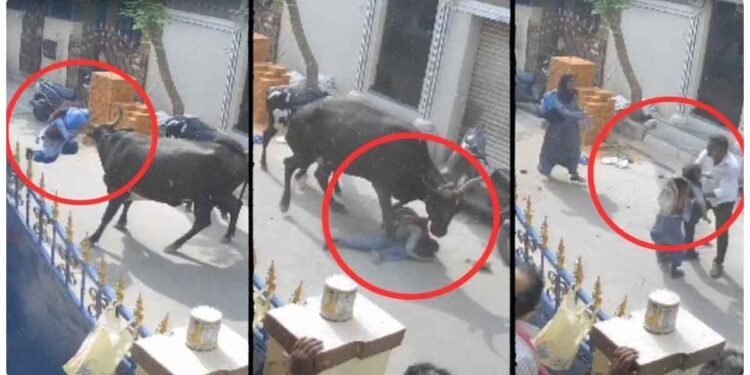 શાળાએથી પાછી ફરી રહેલી બાળકી પર ગાયે કર્યો હુમલો, શિંગડા વડે માર્યા, પગથી કચડી નાખી, જુઓ વીડિયો