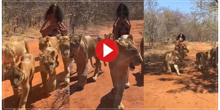 6 સિંહણ સાથે હસતી એક છોકરી જંગલમાં નીકળી, સિંહણની પકડી પૂંછડી, પછી શું થયું જુઓ – વિડિયો…