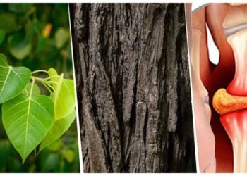 પીપળાનું સૂકું લાકડું હાઈ યુરિક એસિડ અને ડાયાબિટીસને કંટ્રોલ કરશે, જાણો તેનો ઉપયોગ કેવી રીતે કરવો