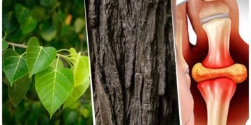 પીપળાનું સૂકું લાકડું હાઈ યુરિક એસિડ અને ડાયાબિટીસને કંટ્રોલ કરશે, જાણો તેનો ઉપયોગ કેવી રીતે કરવો