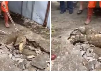 ઘરના ભોંયતળીયેથી અજીબોગરીબ અવાજો આવી રહ્યા હતા, તેને તોડીને બહાર આવ્યા 3 ભયંકર જીવો, VIDEO