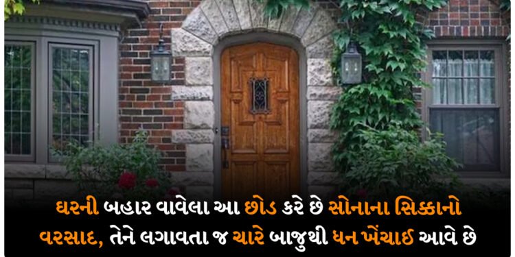 ઘરની બહાર વાવેલા આ છોડ કરે છે સોનાના સિક્કાનો વરસાદ, તેને લગાવતા જ ચારે બાજુથી ધન ખેંચાઈ આવે છે