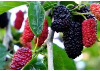 આ છાલ વિનાના ફળમાં છુપાયેલો છે આરોગ્યનો ખજાનો, તે હાડકાંને પથ્થર જેવા મજબુત બનાવશે અને દૃષ્ટિને તેજ કરશે.