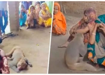 વાંદરાએ તેની મિત્રતાની ફરજ નિભાવી, રોટલી આપનાર ખેડૂતના મોત પર તે રડ્યો, VIDEO તમને ભાવુક કરી દેશે