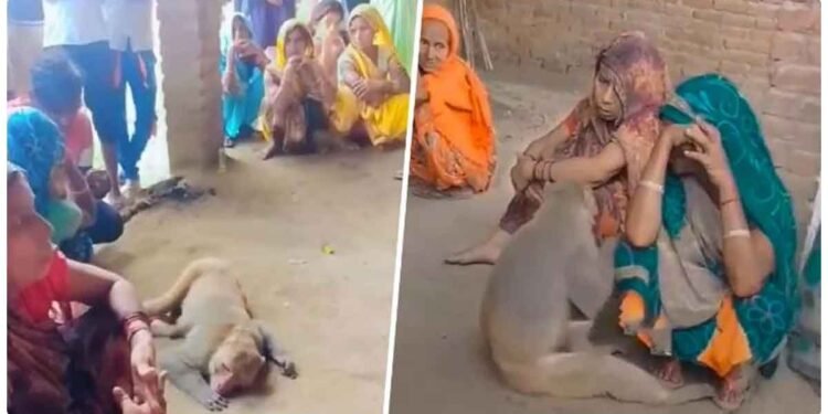 વાંદરાએ તેની મિત્રતાની ફરજ નિભાવી, રોટલી આપનાર ખેડૂતના મોત પર તે રડ્યો, VIDEO તમને ભાવુક કરી દેશે