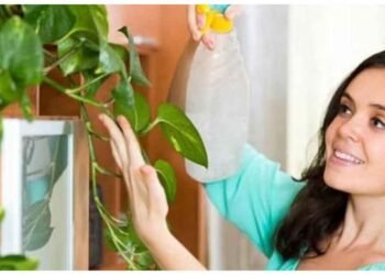 મની પ્લાન્ટને આપે છે કઠિન ટક્કર આપે છે ચમત્કારી છોડ, ઘરની યોગ્ય દિશામાં લગાવતા જ થાય છે ધનનો વરસાદ