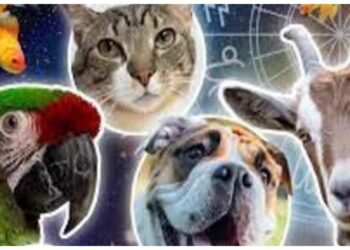 ધન અને સમૃદ્ધિ લાવે છે આ પાળતુ પ્રાણીઓ, ઘરમાં રાખેલ ફોટાઓ પણ નસીબને ચમકાવે છે.