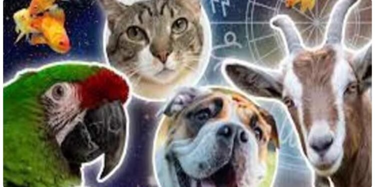 ધન અને સમૃદ્ધિ લાવે છે આ પાળતુ પ્રાણીઓ, ઘરમાં રાખેલ ફોટાઓ પણ નસીબને ચમકાવે છે.