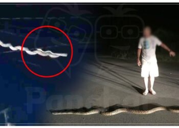 આકાશમાંથી પડ્યો મહાકાય સાપ, લોકોમાં ગભરાટ, જોવો હચમચાવી નાખે તેવો વીડિયો…