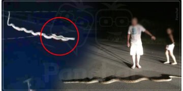 આકાશમાંથી પડ્યો મહાકાય સાપ, લોકોમાં ગભરાટ, જોવો હચમચાવી નાખે તેવો વીડિયો…