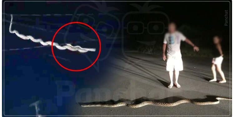 આકાશમાંથી પડ્યો મહાકાય સાપ, લોકોમાં ગભરાટ, જોવો હચમચાવી નાખે તેવો વીડિયો…