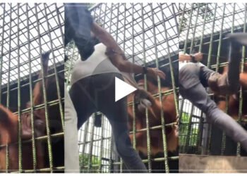 પ્રાણી સંગ્રહાલયમાં આવેલા વ્યક્તિ પર ગોરીલાએ અટેક કર્યો, બંધ પાંજરામાંથી ટી-શર્ટ ખેચું અને પછી…, જુઓ વાયરલ વીડિયો