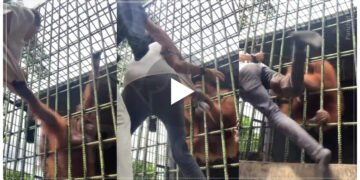 પ્રાણી સંગ્રહાલયમાં આવેલા વ્યક્તિ પર ગોરીલાએ અટેક કર્યો, બંધ પાંજરામાંથી ટી-શર્ટ ખેચું અને પછી…, જુઓ વાયરલ વીડિયો