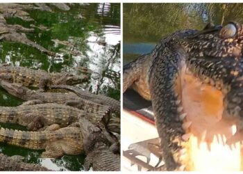 એક વ્યક્તિ બોટ લઈને મગરથી ભરેલા તળાવમાં ઘુસ્યો, પછી જે થયું છે તે જોઇને તમાર પગ નીચેથી જમીન સરકી જશે