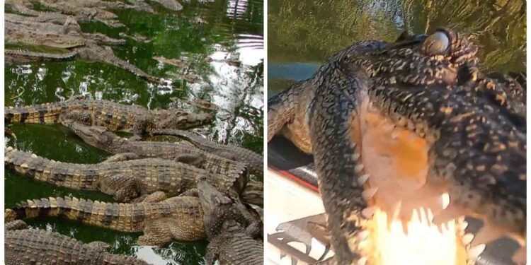 એક વ્યક્તિ બોટ લઈને મગરથી ભરેલા તળાવમાં ઘુસ્યો, પછી જે થયું છે તે જોઇને તમાર પગ નીચેથી જમીન સરકી જશે