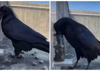 જુઓ ભાઈ, વાર્તા સાચી પડી! કાગડો બોટલમાં કાંકરા નાખીને પાણી પીવા લાગ્યો, વીડિયો થયો વાયરલ