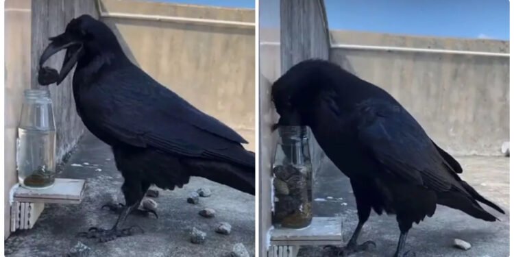 જુઓ ભાઈ, વાર્તા સાચી પડી! કાગડો બોટલમાં કાંકરા નાખીને પાણી પીવા લાગ્યો, વીડિયો થયો વાયરલ