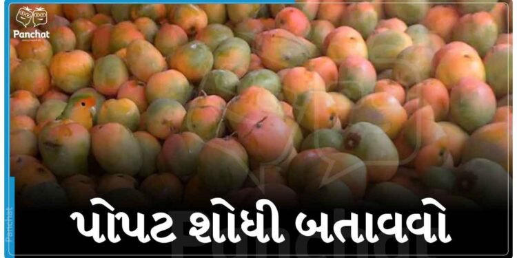 ‘શોધી તો બતાવો’ કેરીઓ વચ્ચે છુપાયેલો પોપટ, ૯૯% લોકો પોપટ ને શોધવામાં નિષ્ફળ ગયા!