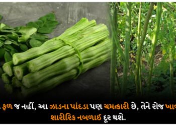 માત્ર ફળ જ નહીં, આ ઝાડના પાંદડા પણ ચમત્કારી છે, તેને રોજ ખાવાથી શારીરિક નબળાઈ દૂર થશે.
