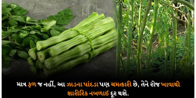 માત્ર ફળ જ નહીં, આ ઝાડના પાંદડા પણ ચમત્કારી છે, તેને રોજ ખાવાથી શારીરિક નબળાઈ દૂર થશે.